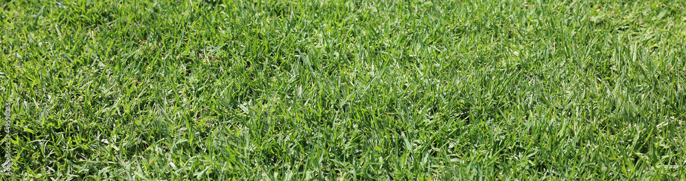 green grass background, green grass texture, grass green grass background, green grass texture, grass