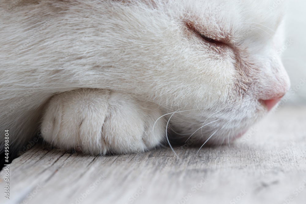 white cat sleeping white cat sleeping