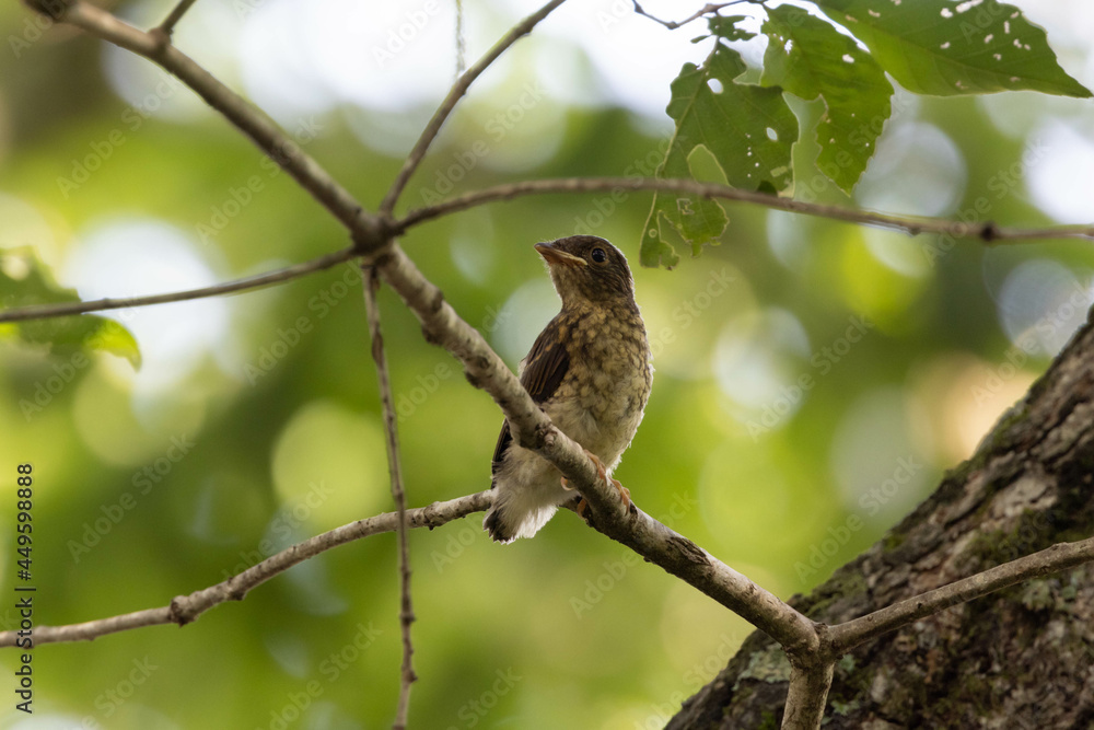 枝にとまる幼鳥 枝にとまる幼鳥