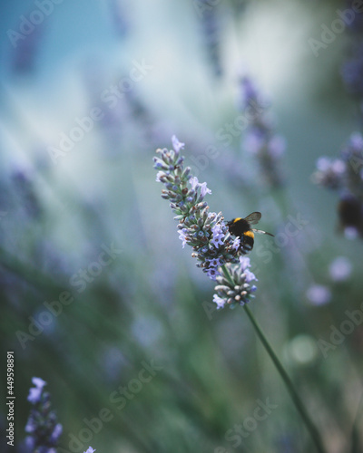 Floral macro close up with insects moody style