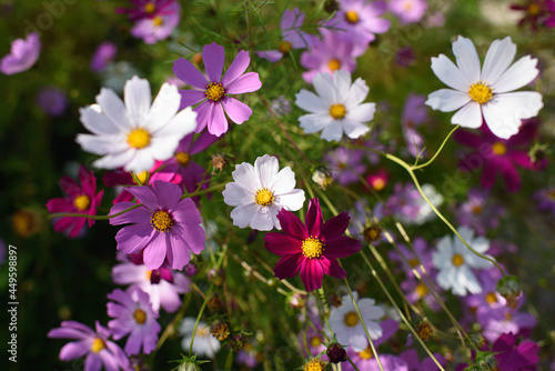 Cosmea flowers on flower bed