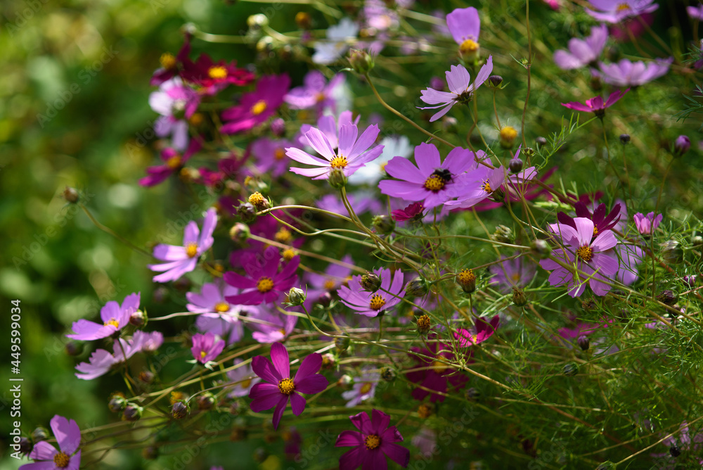 Cosmea flowers on flower bed Cosmea flowers on flower bed