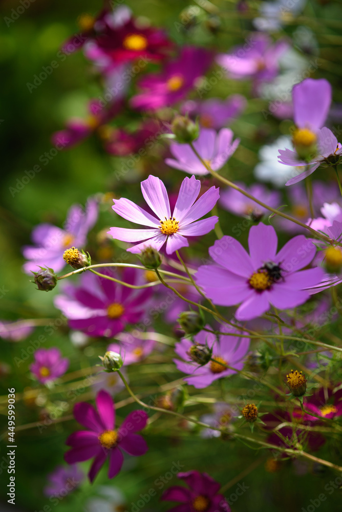 Cosmea flowers on flower bed Cosmea flowers on flower bed