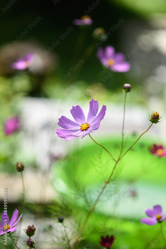 Cosmea flowers on flower bed Cosmea flowers on flower bed