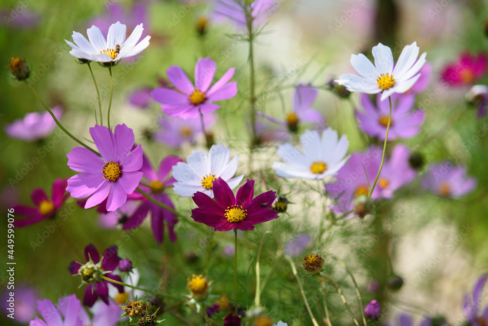 Cosmea flowers on flower bed