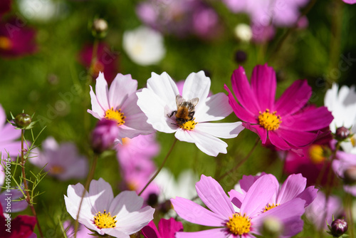 Cosmea flowers on flower bed