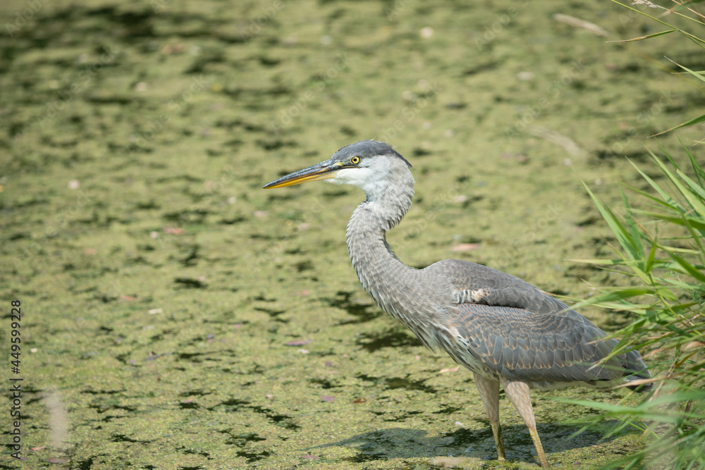 isolated great blue heron (Ardea herodias) in a pond isolated great blue heron (Ardea herodias) in a pond