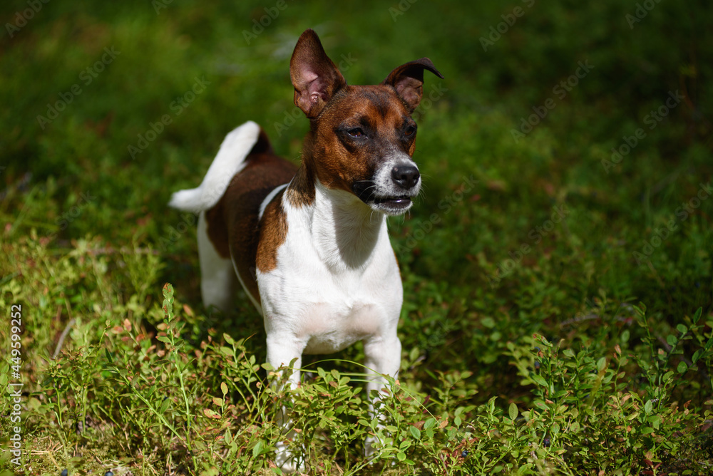 Jack Russell terrier in the forest.