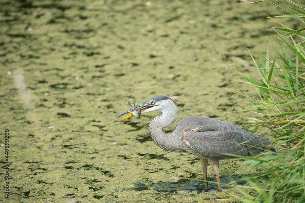 great blue heron catches a fish great blue heron catches a fish