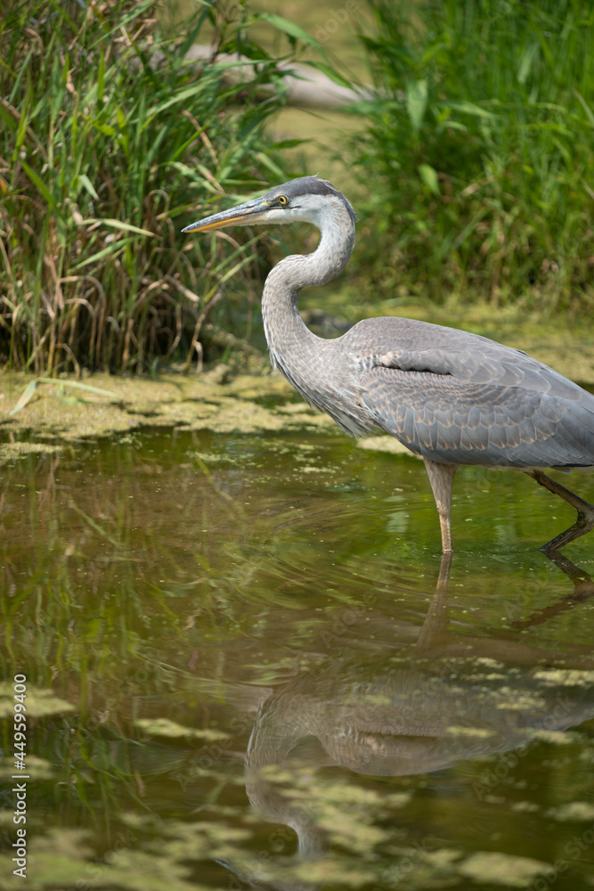 Naklejka premium great blue heron standing in a pond