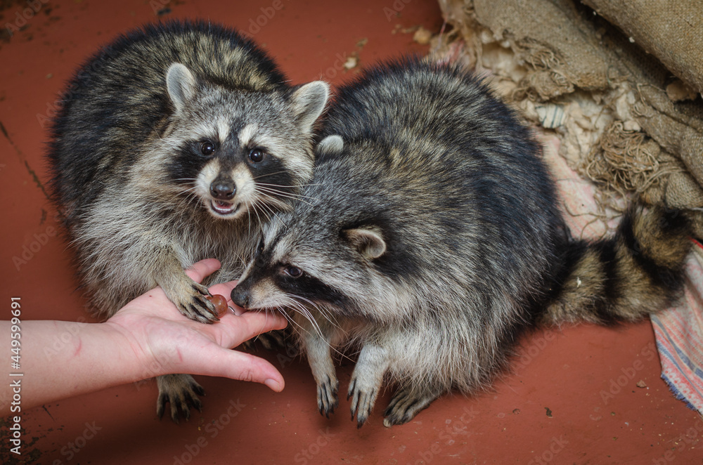 Fototapeta premium Raccoons eat grapes from their hands