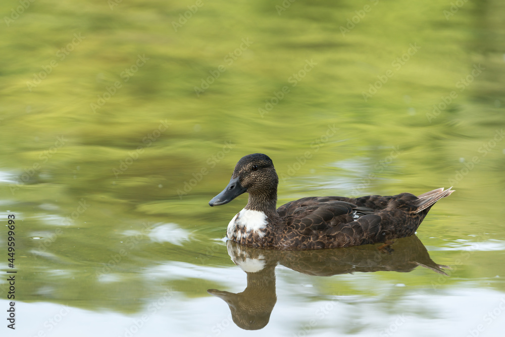 hybrid mallard duck (with white patch on throat or breast) in the water - bokeh reflection of trees on the river hybrid mallard duck (with white patch on throat or breast) in the water - bokeh reflection of trees on the river