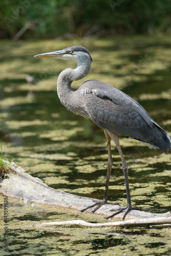 classic wildlife pose of a standing great blue heron (Ardea herodias) in a pond © eugen
