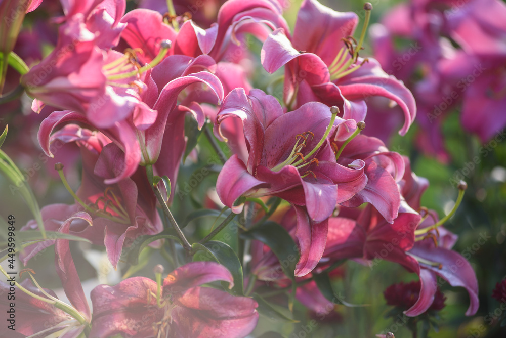 Close up of pink lilies Close up of pink lilies