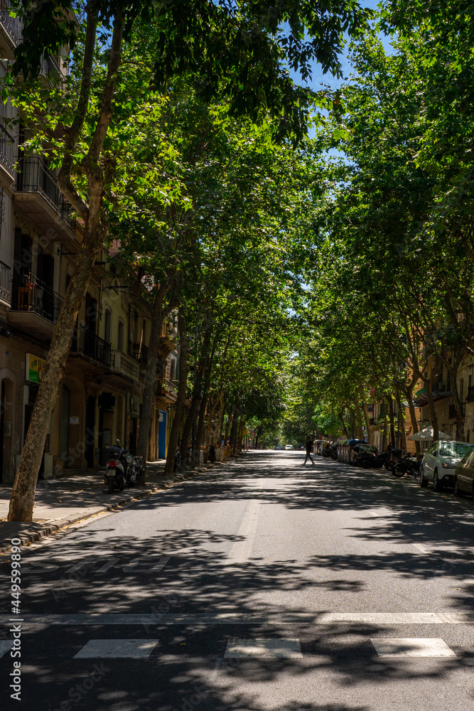 Barcelona Baum Allee Barcelona Baum Allee