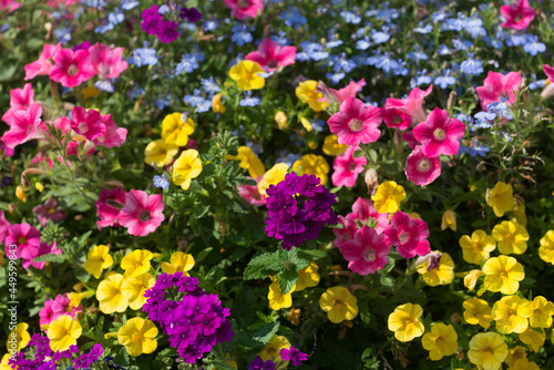 field of flowers