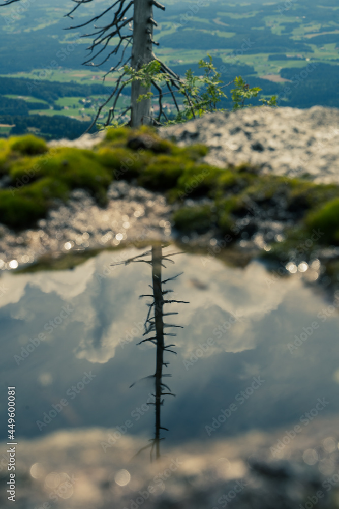 Obraz premium Baum im Wasser spiegelnd