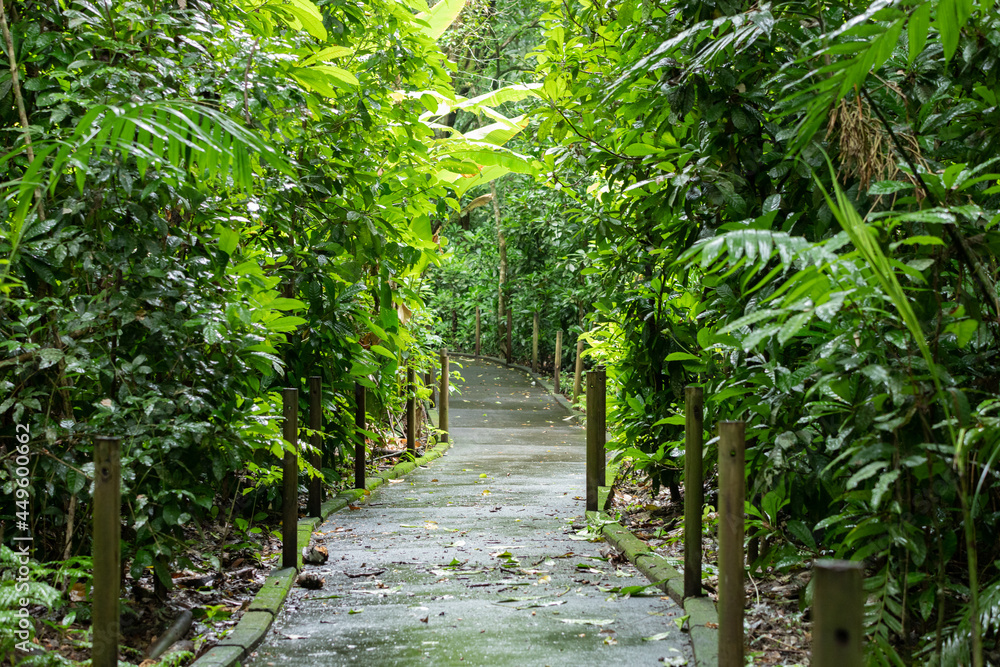 Carara National Park, Costa Rica. Universal trail with accessibility for people with disabilities. Tropical rain forest in the central pacific. Carara National Park, Costa Rica. Universal trail with accessibility for people with disabilities. Tropical rain forest in the central pacific.