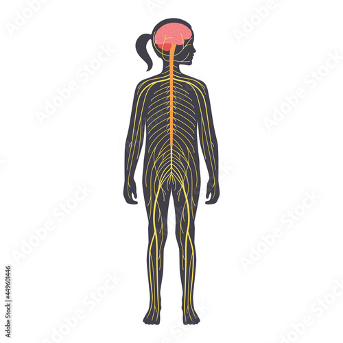 Human nervous system