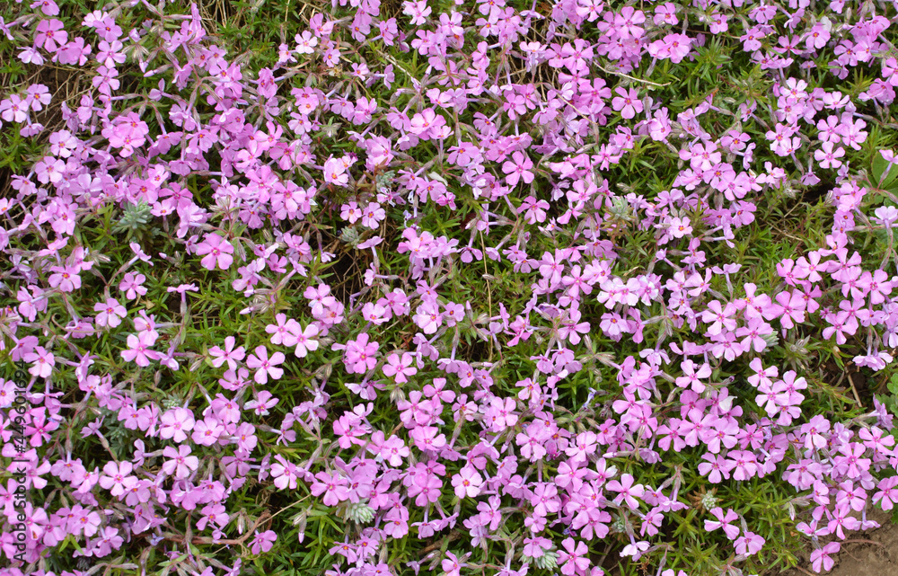 Phlox subulata blooms on the flowerbed Phlox subulata blooms on the flowerbed