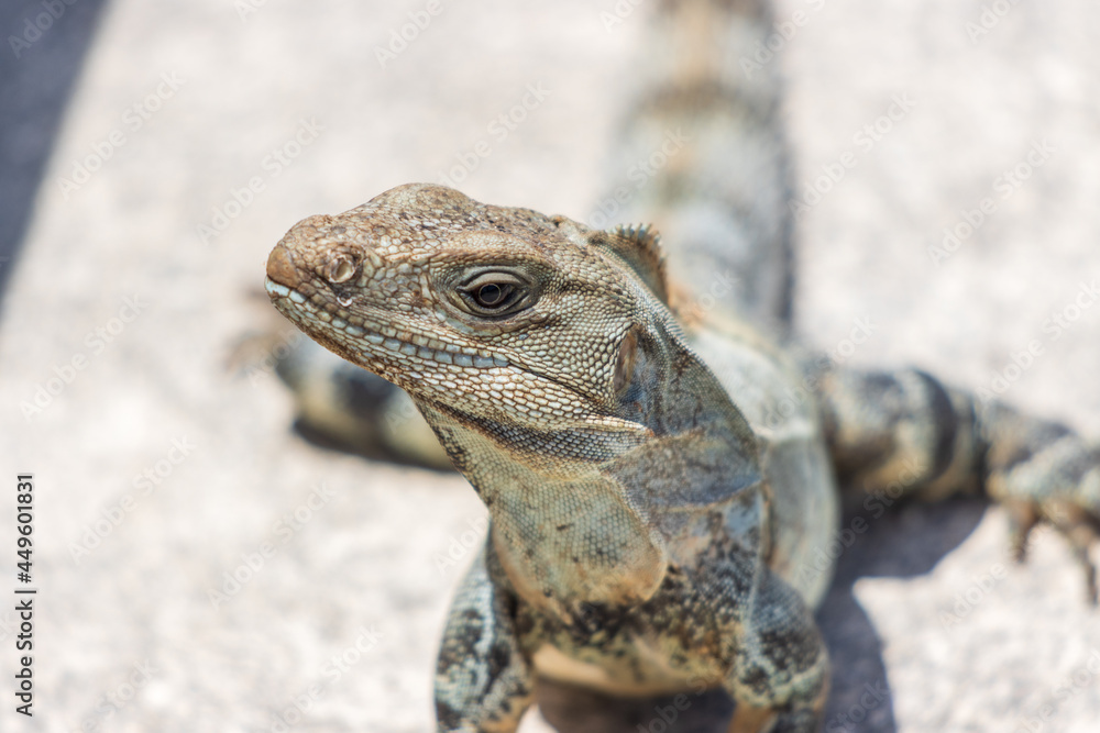 Primer plano de iguana rayada Primer plano de iguana rayada