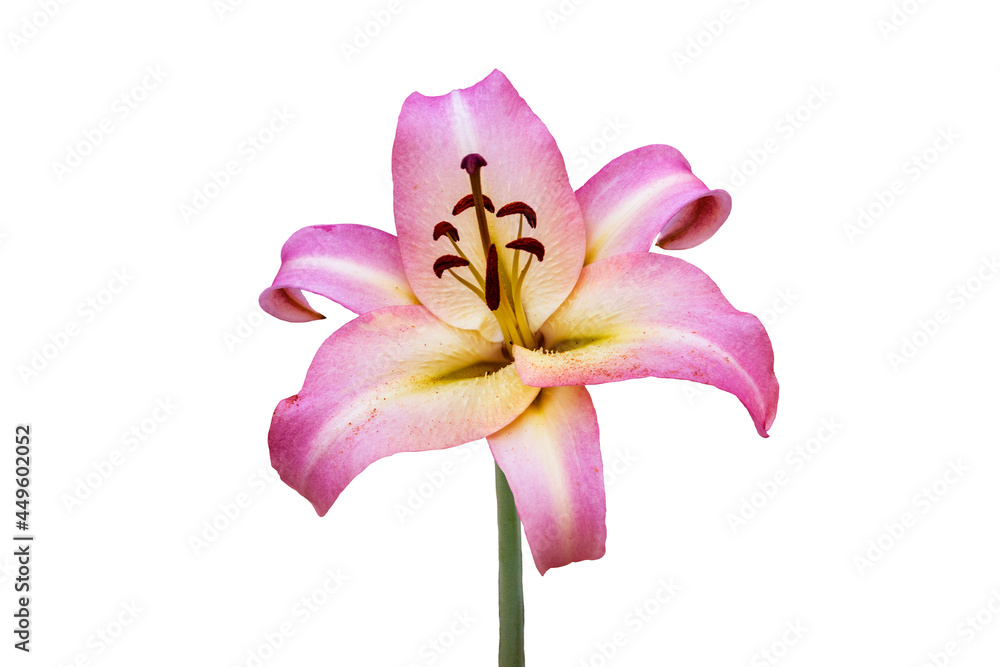 Naklejka premium Beautiful pink lily flower, isolated on white background. Lily Lilium hybrids flower.