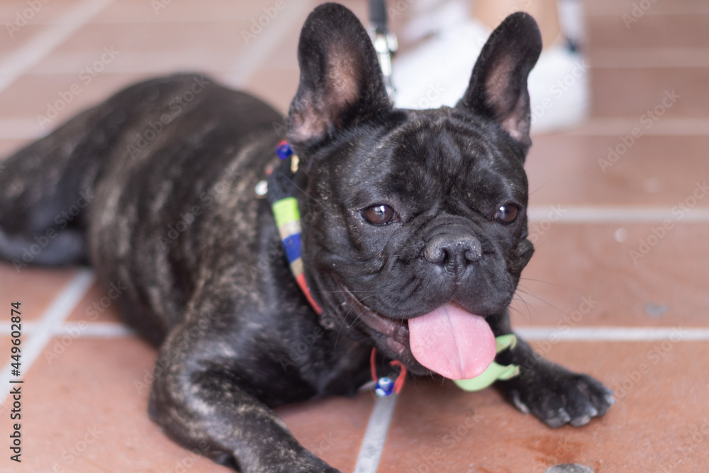 Happy French Bulldog sitted with open mouth
