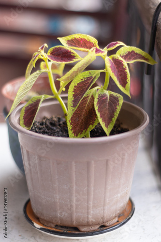 Pretty Flower in a pot 