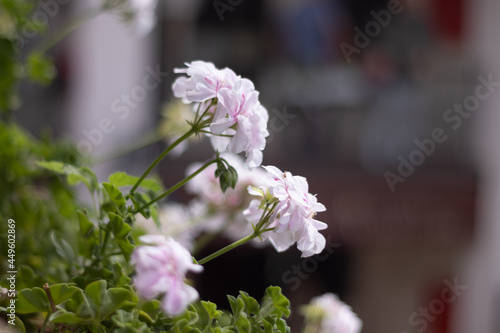 beautiful white flower in summer