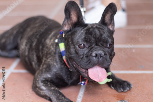 Happy French Bulldog sitted with open mouth © Hiram