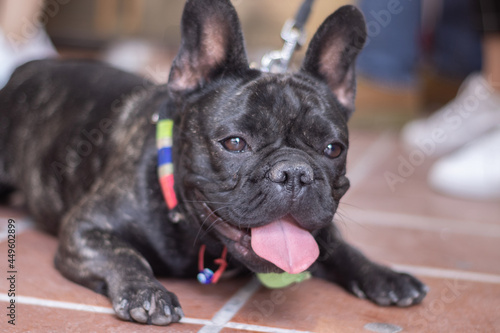 Happy French Bulldog sitted with open mouth