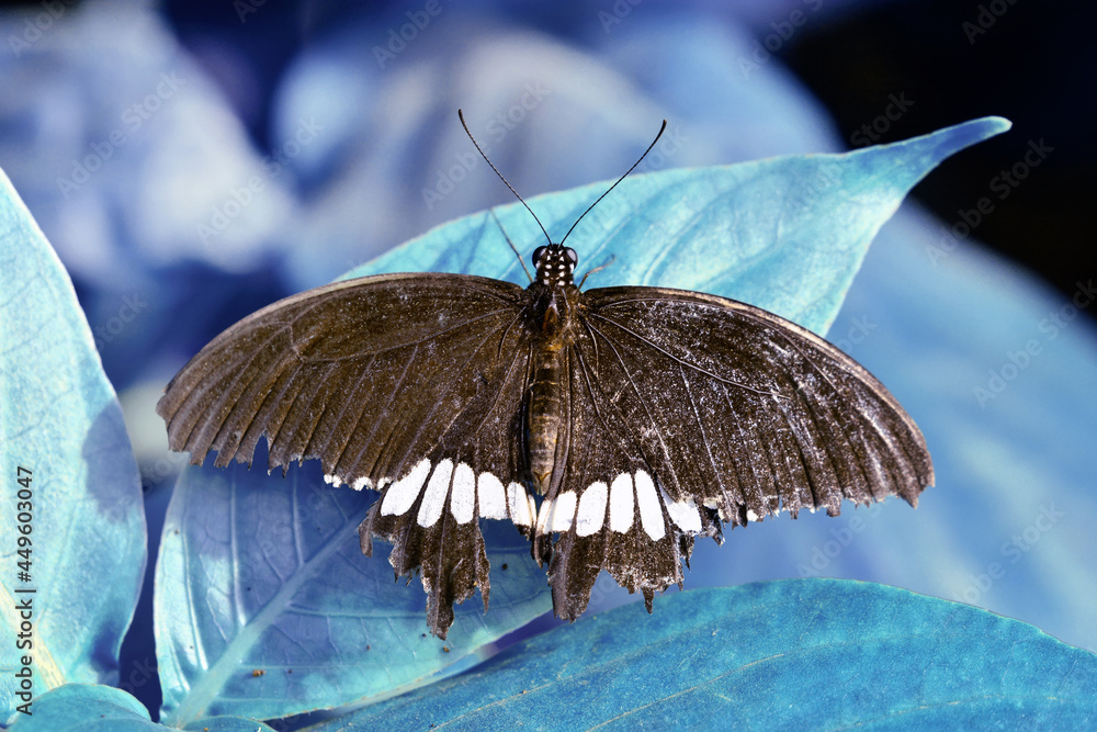 Obraz premium Macro shots, Beautiful nature scene. Closeup beautiful butterfly sitting on the flower in a summer garden.