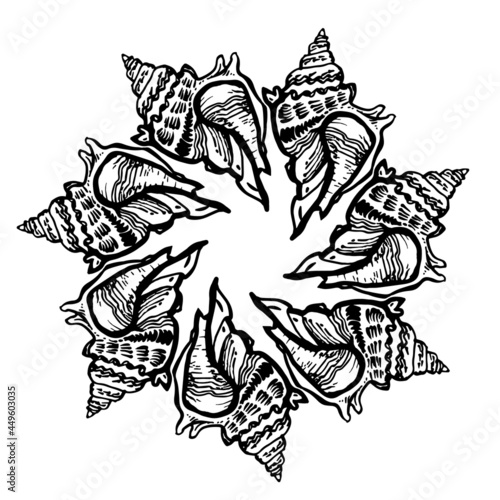 Ornamental black and white circle frame from seashell in black ink isolated on white. Amazing inhabitant of the seabed, cockleshell for logo, design element, icons, postcards. Vector illustration. 