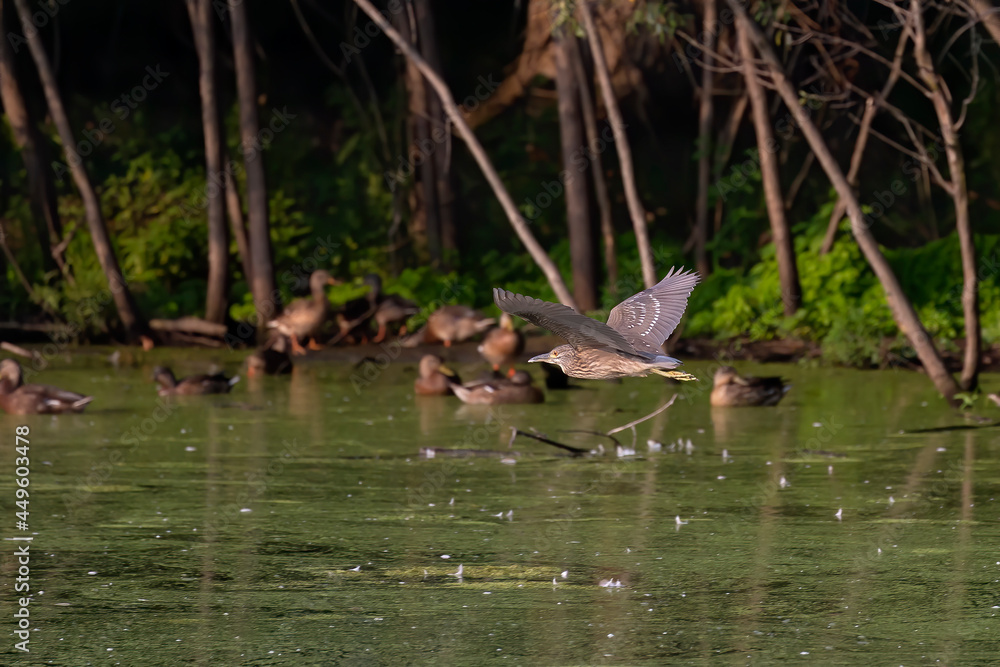 The Young  black-crowned night heron (Nycticorax nycticorax) in flight