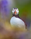 Atlantic Puffin (Fratercula artica) standing amongst soft focus wild flowers and staring into camera