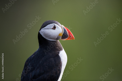 Portrait of an Atlantic Puffin, side view, against a soft focus green foliage background, Skomer Island, Wales © John Gooday