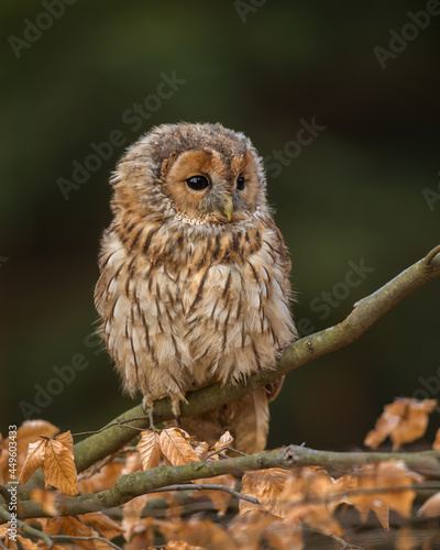 Young Tawney Owl (Strix Aluco) sitting on a tree branch, soft focus green foliage background