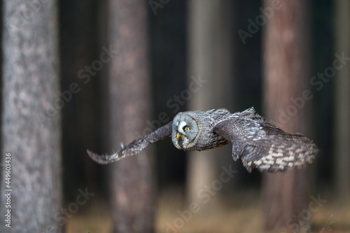 Great Grey Owl (Strix Nebulosa) flying through a north European pine forest