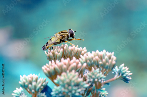 Macro shot of a hoverfly in the garden photo