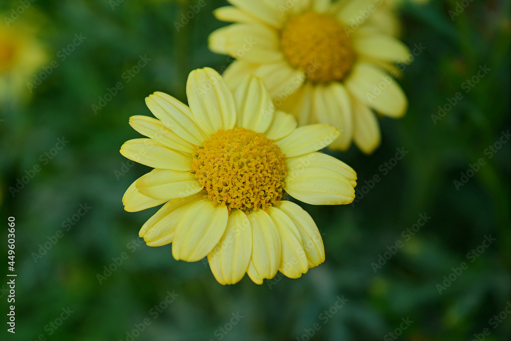 Obraz premium yellow flower in a garden