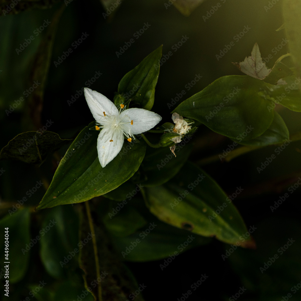 White flower in the middle of the forest White flower in the middle of the forest