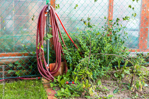 burgundy red garden hose hanging from crane in yard near chain-link fencing in overgrown garden photo