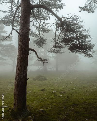 Fogy day in the forest