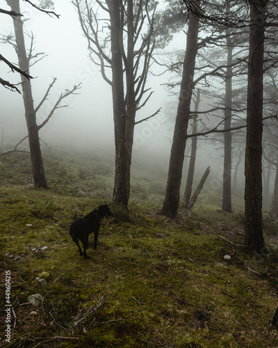 Fogy day in the forest with a dog