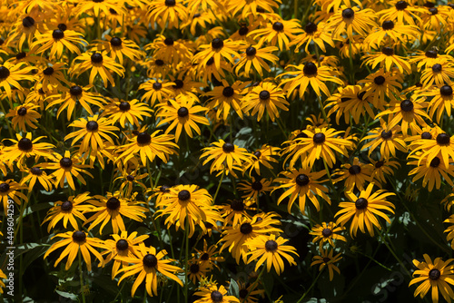 Rudbeckia hirta, commonly called black-eyed Susan growing near a water fountain along with delicate white flower backdrop © eugen