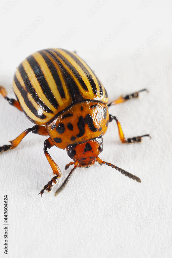 One Colorado beetle on a white paper surface close-up. Not isolated. Bright vertical illustration about insects, pests of agricultural plants, farm and gardening. Macro One Colorado beetle on a white paper surface close-up. Not isolated. Bright vertical illustration about insects, pests of agricultural plants, farm and gardening. Macro