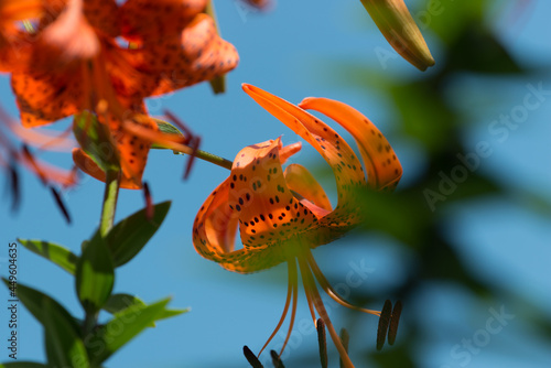 Lilium lancifolium  or tiger lily growing robustly in a garden - photographed against a blue sky