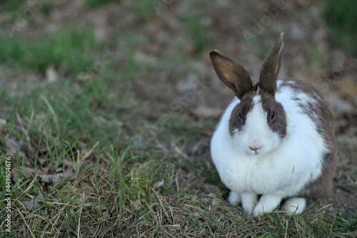 conejo o coneja descansando sobre el pasto en el jardin photo