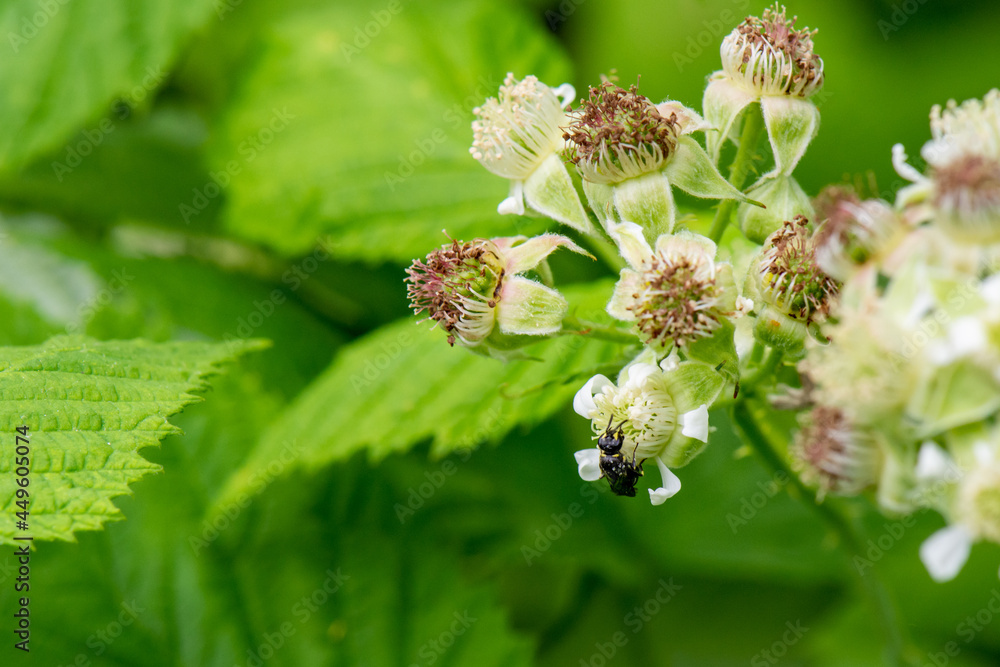 Black Raspberry Flowers with Black Ant Black Raspberry Flowers with Black Ant