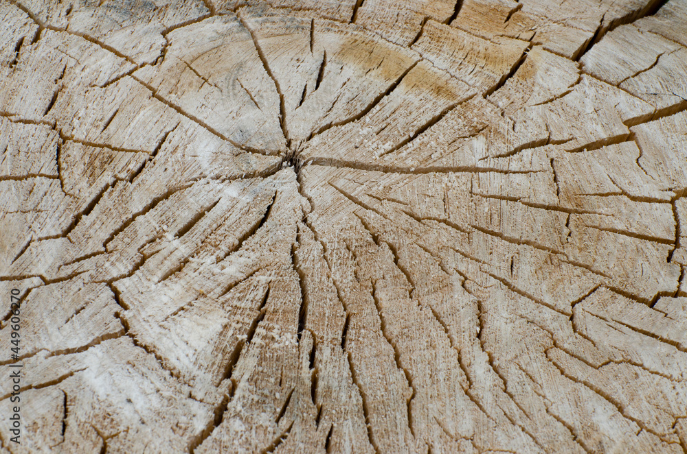 Fototapeta premium Tree Trunk Lines